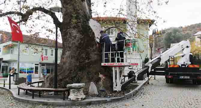 1230 yıllık Çınar ağacının bakımı yapıldı