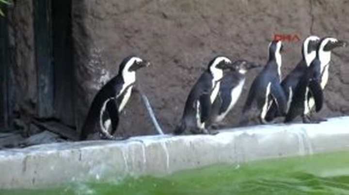 Afrika Penguenleri Hayvanat Bahçesinde  İlgi Odağı Oldular