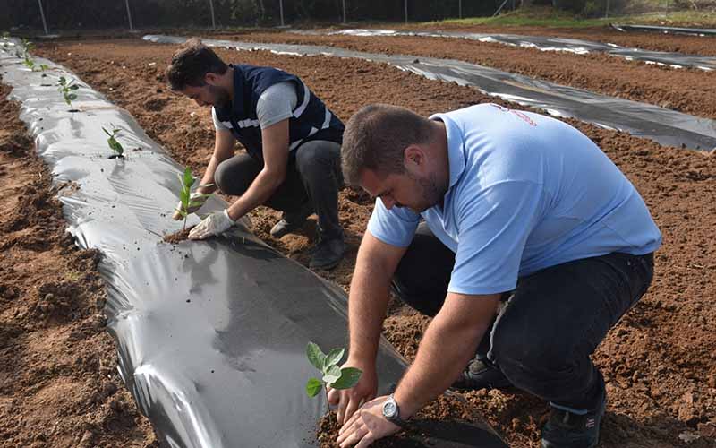 Aronya meyvesini toprakla buluşturdu