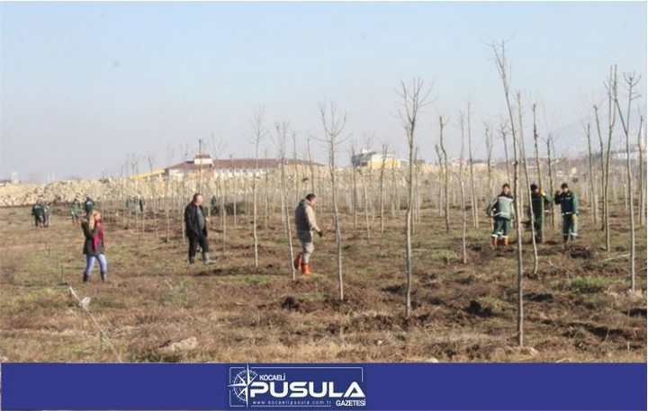 Başiskele Yeniköy Rekreasyon Alanı Ağaçlandırılıyor