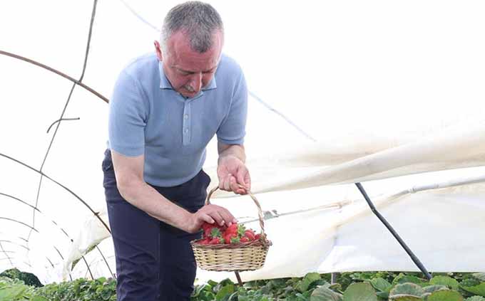 Başkan Büyükakın çilek hasadına katıldı