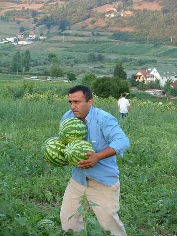 Büyükşehir’den çiftçilere Kandıra Karpuzu desteği