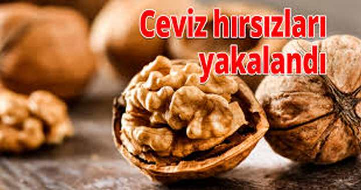 CEVİZ HIRSIZLARI YAKALANDI