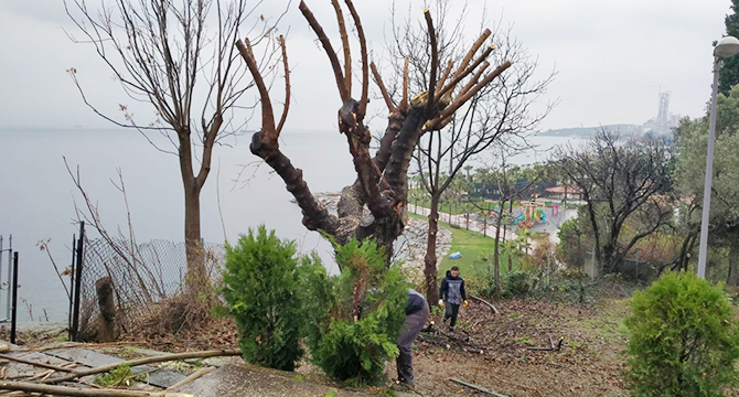 Darıca’da mevsimsel ağaç budama çalışmaları devam ediyor