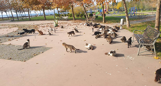 Dilovası Belediyesi can dostlarını unutmadı! 