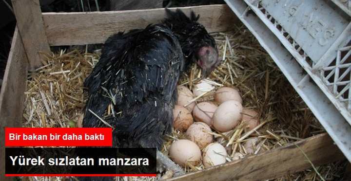 YÜREK SIZLATAN MANZARA