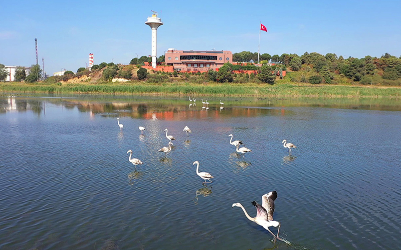 Fener Gölü’nün misafirleri; Flamingolar