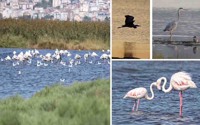 Göçmen kuşların tercihi İzmit Körfezi