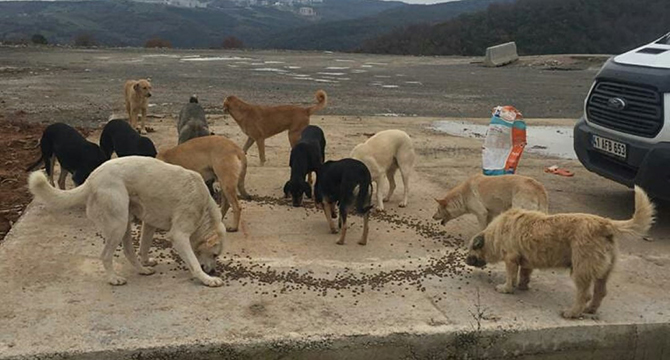 HER CANIN YANINDAYIZ