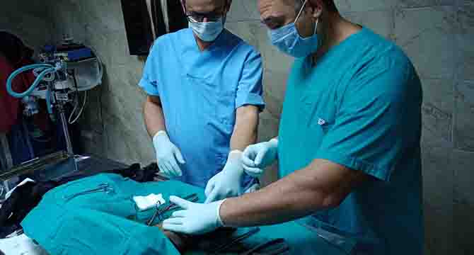 İzmit Belediyesi veterinerleri İBB ile ortak çalışıyor