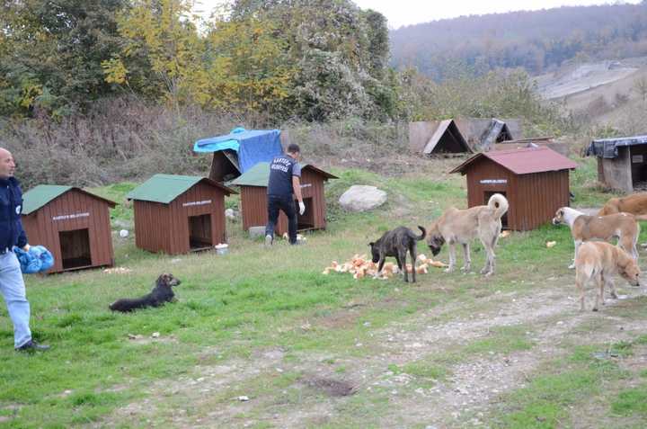 KARTEPE’DE SOKAK HAYVANLARINI BESLEME NOKTALARI YENİLENDİ