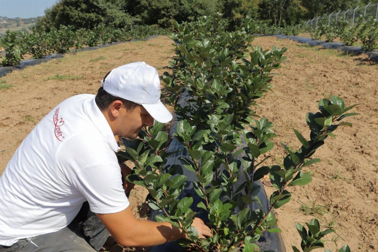 Kocaeli İzmit'te 'aronya' yayılıyor   