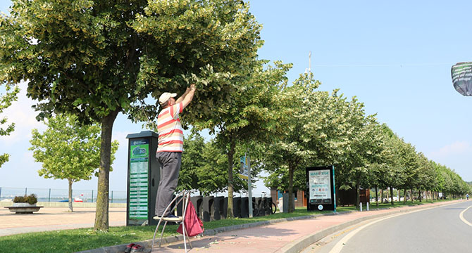 Kocaeli sokaklarını ıhlamur kokusu sardı