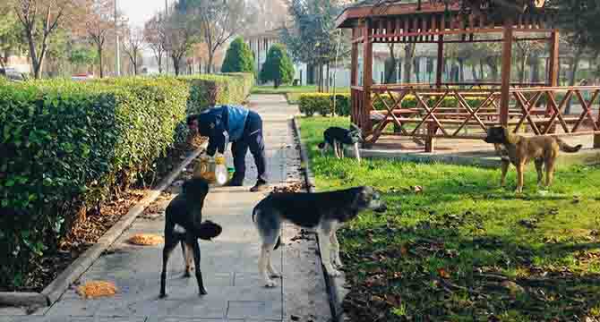 Körfez’de sokak hayvanları unutulmuyor