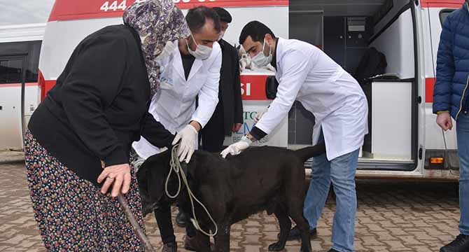 Köylerde sokak hayvanları aşılanıyor