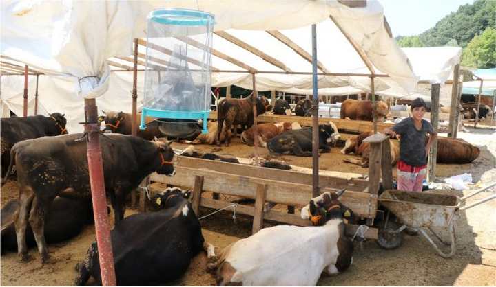 Kurban satış yerleri ilaçlanıyor