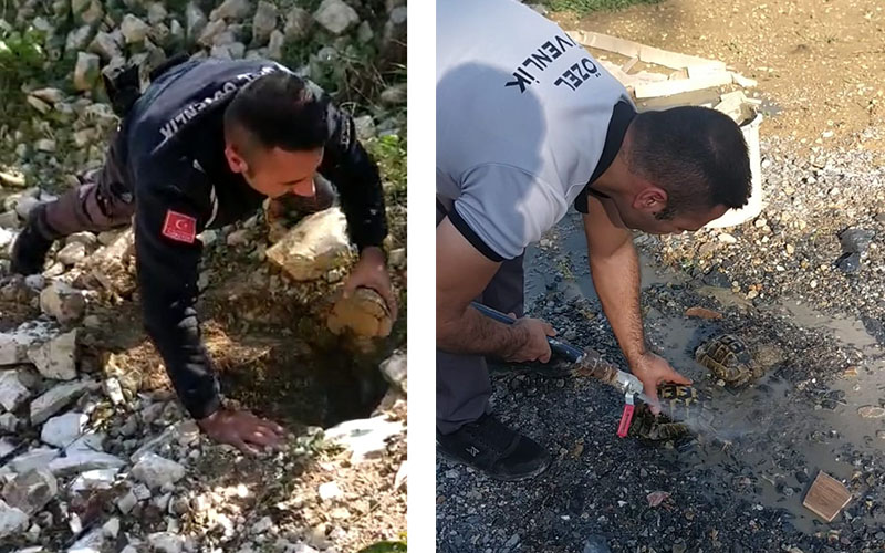 Kuyuya düşen kaplumbağalar kurtarıldı