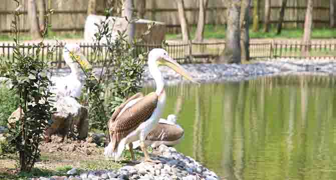 Ormanya’nın yeni sakinleri ‘’Pelikanlar’’ oldu