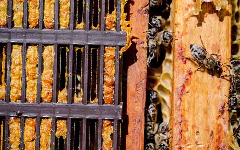 Propolis Koronavirüsü yeniyor