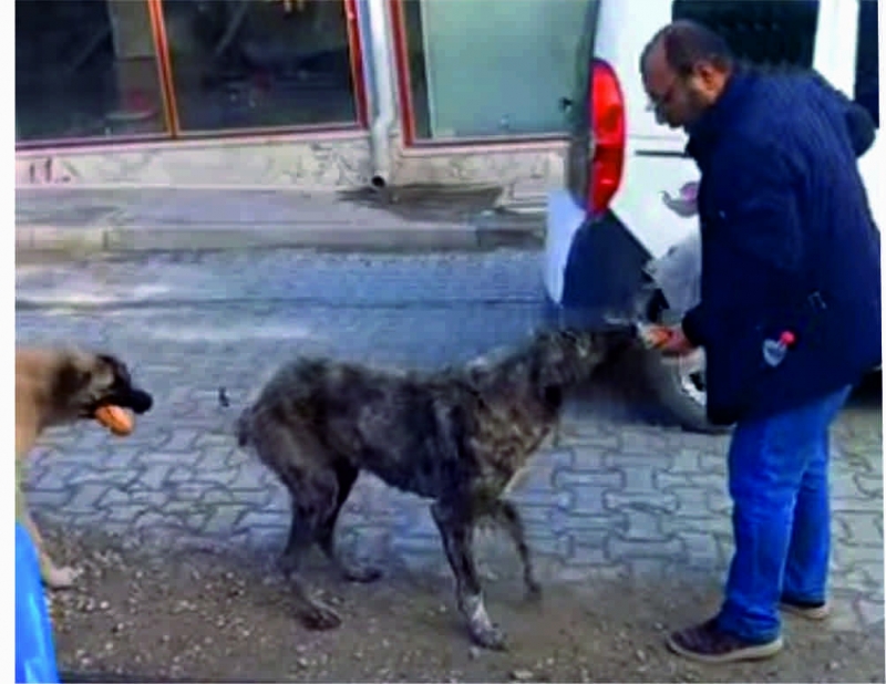 ŞAHİN SOKAK HAYVANLARINI BESLEMEYE DEVAM EDİYOR