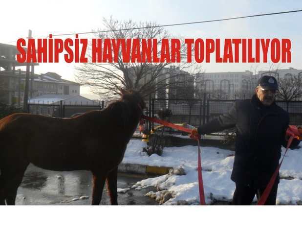 Sahipsiz hayvanlar toplanıyor