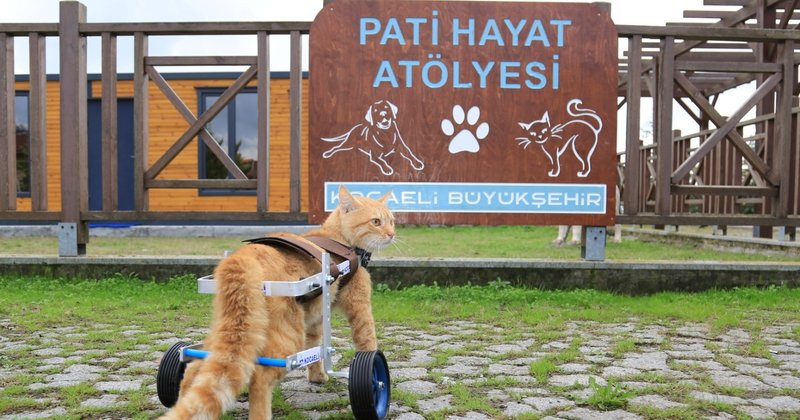 ‘’Şanslı’’ ilk adımlarını atmaya başladı