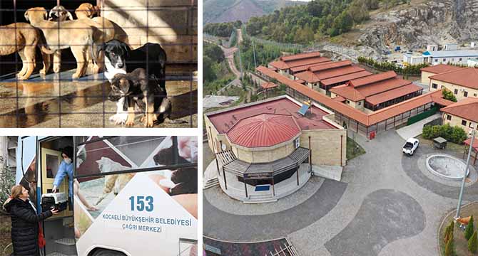 Sokak hayvanlarına 7/24 hizmet Büyükşehirden
