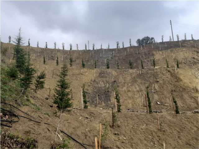 Toprak kayması yaşanan arazi ağaçlandırıldı