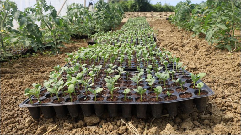 Üreticiler karpuz tohumlarını toprakla buluşturdu