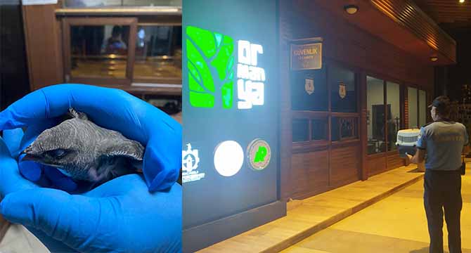 Yaralı Ebabil kuşu Ormanya’da tedavi edilecek