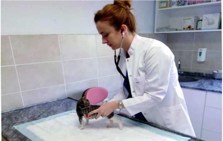 Yavru kediye fıtık ameliyatı yapıldı