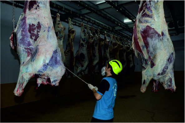 Kasapların tercihi Büyükşehir Mezbahası