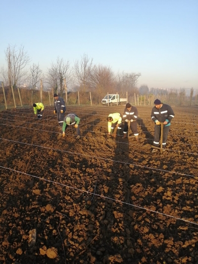10 bin çınar fide toprak ile buluştu