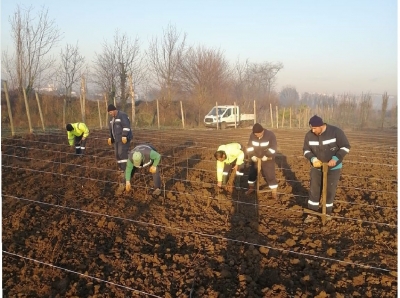 10 bin çuha fide toprak ile buluştu