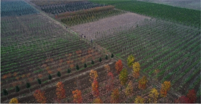 125 hektar alanda yerli fidan üretiliyor