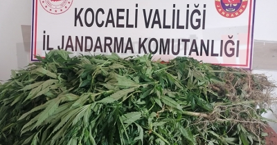 127 kök kenevir ele geçirildi