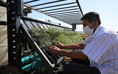 2 milyon biberiye fidesi toprakla buluşuyor