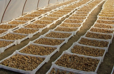 250 Milyon Dolara Koşuyor !!! 20 Bin Kerevet Dağıtıldı!