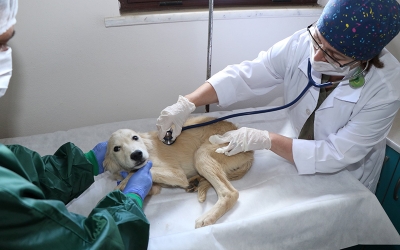 3 bin 341 yaralı sokak hayvanı tedavi edildi