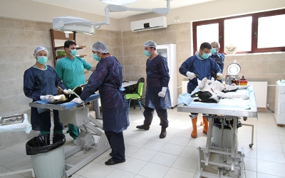 4 ayda bin 809 yaralı ve hasta sokak hayvanı tedavi edildi