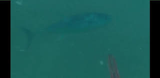  50 yıl aradan sonra tekrardan ....