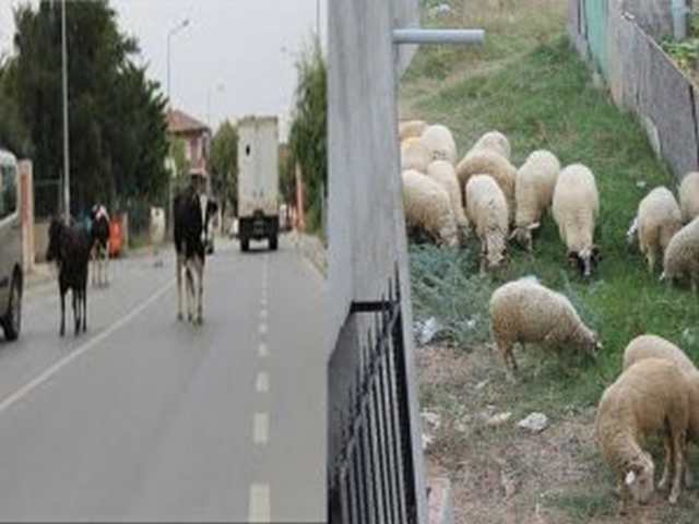 İNSANDAN ÇOK HAYVAN VAR