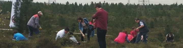Kastamonu Entegre 1000 Fıstık Çamı Dikti