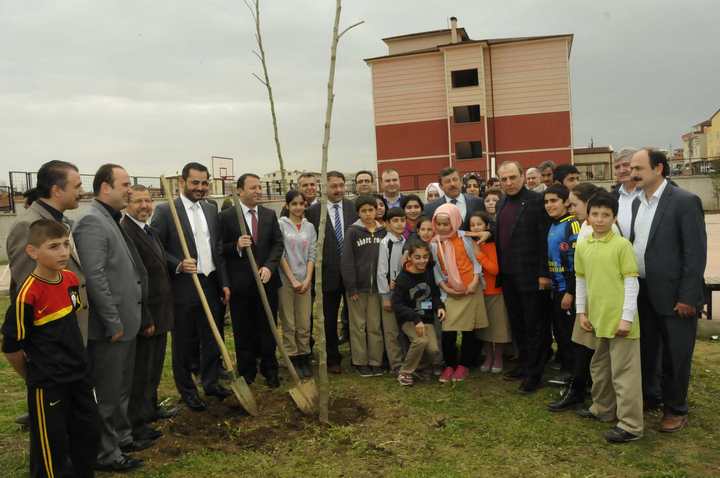 TOHUMLAR FİDANA FİDANLAR AĞACA ...