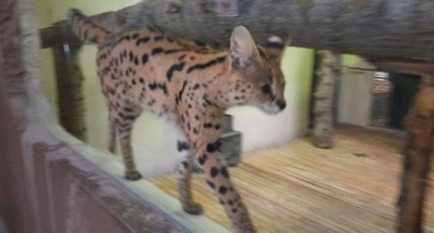 Afrika vahşi kedisi Darıca'da karantinaya alındı!