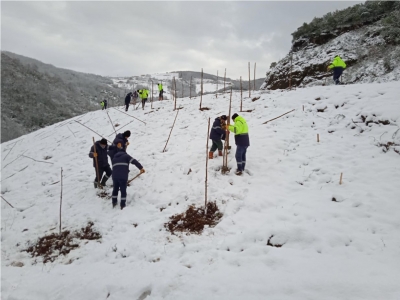 ağaç dikimi devam ediyor