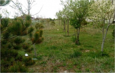 AĞAÇ DİKME KAMPANYASI