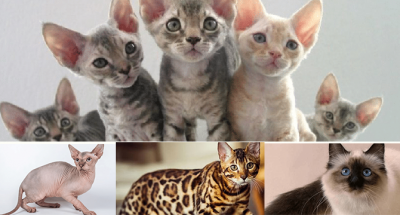 Alerji Yapmayan Kedi Var Mıdır?