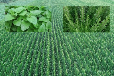 Alım garantili ‘Tıbbi ve Aromatik Bitki Üreticiliği’ başvuruları başladı