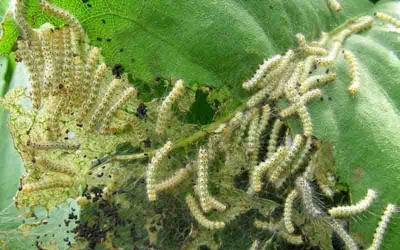 Amerikan Beyaz Kelebeği ile 12 ilçede mücadele ediliyor